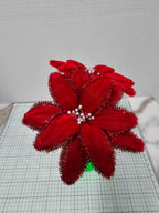 Poinsettia