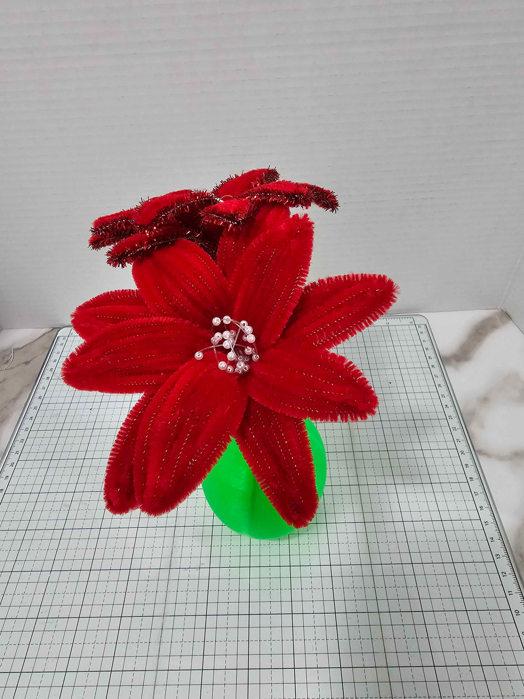 Poinsettia